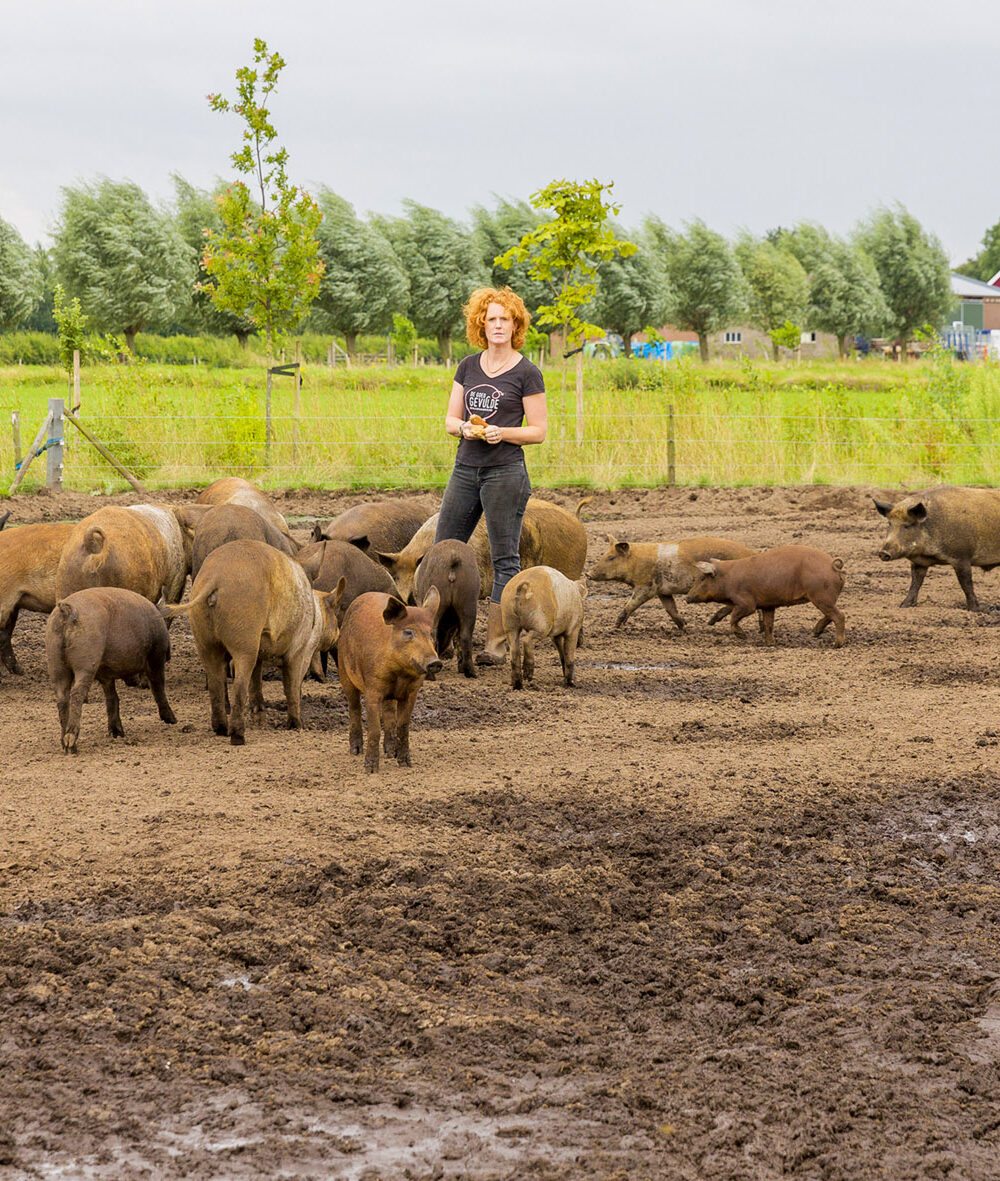 Kringlooplandbouw varkensvlees