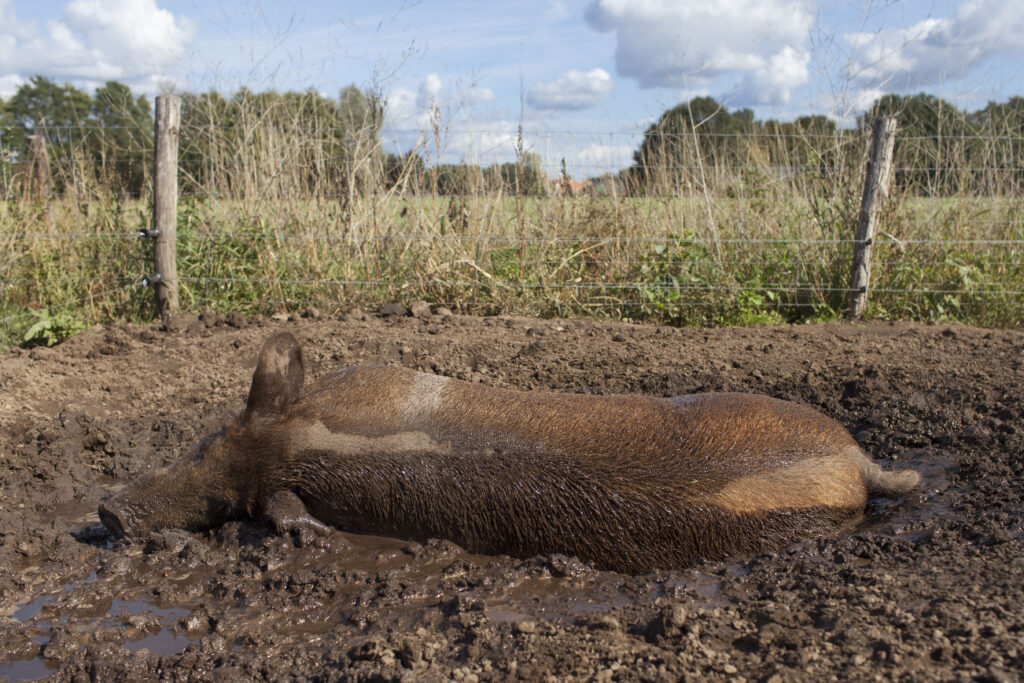 varken kopen duroc