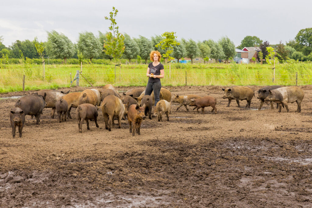 activiteit boerderij