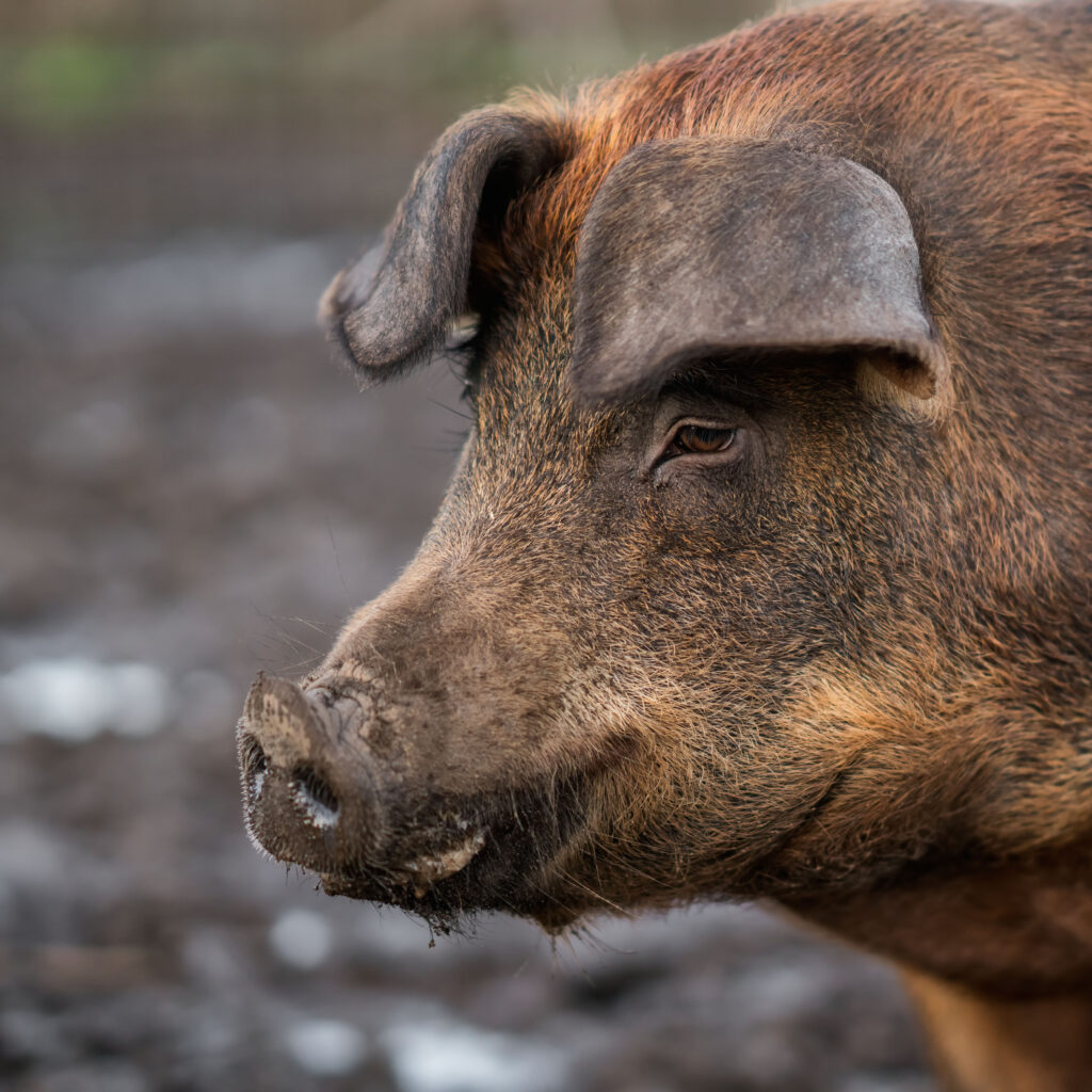 open dag activiteit boerderij