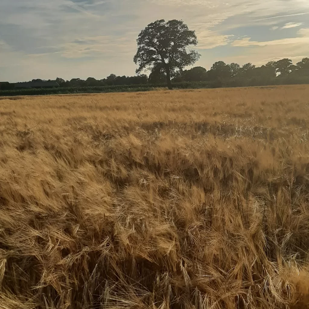 duurzame akkerbouw