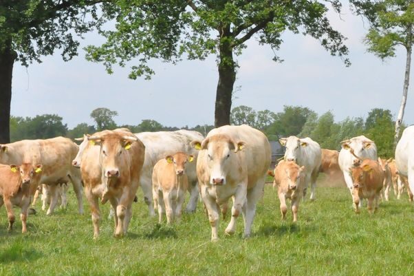 duurzaam rundvlees