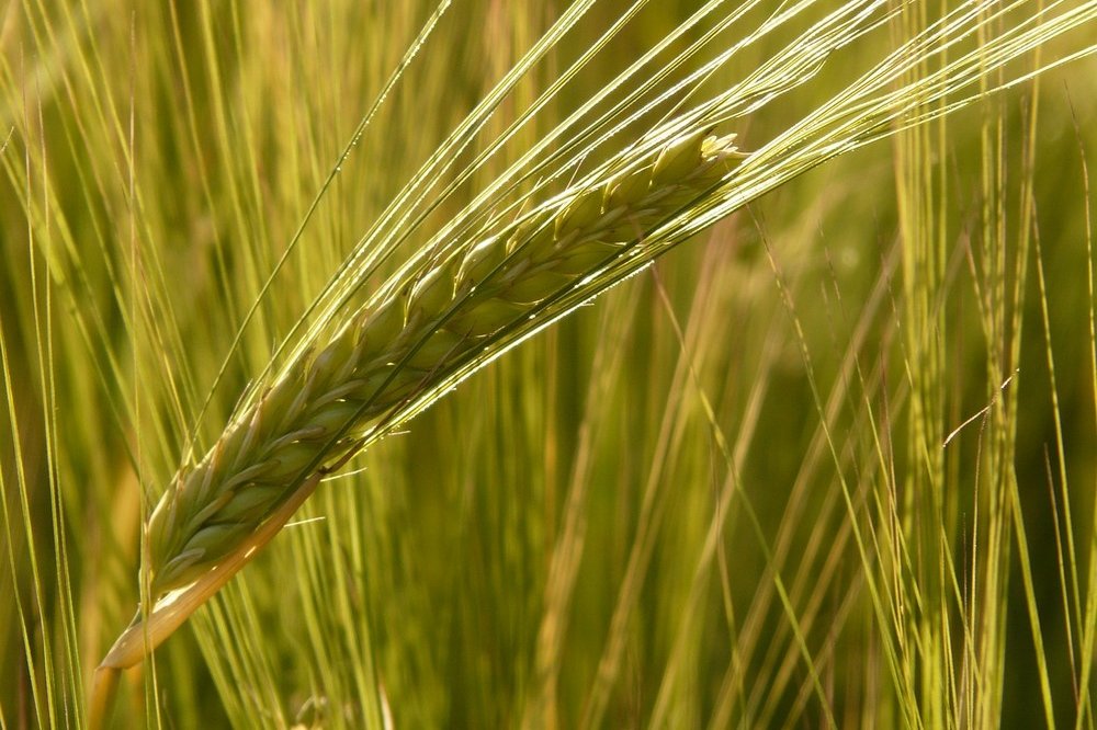 algemene voorwaarden duurzame akkerbouw