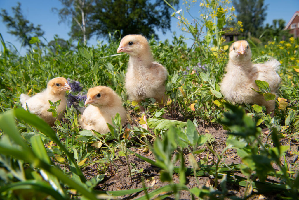 boerderij activiteit open dag